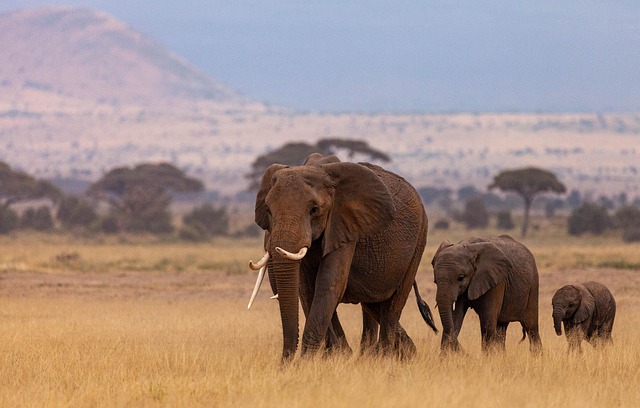 KENYA – Aventura in Inima Africii PREMIUM TOURS 2026