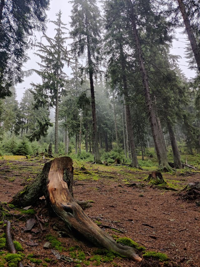 Circuit Clasic Ziua Femeii 2027 in Bucovina 4 zile Autocar