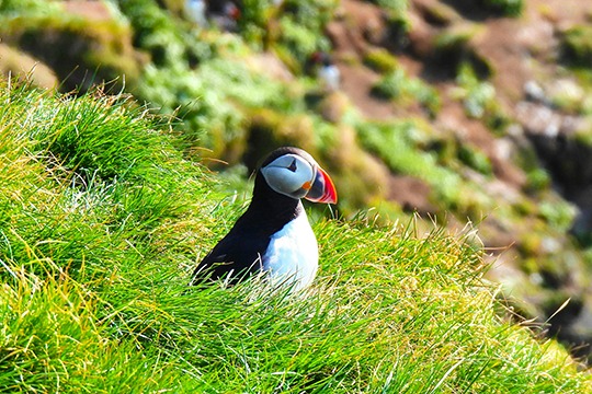 ISLANDA – Un spectacol de gheata si foc PREMIUM TOURS 2026